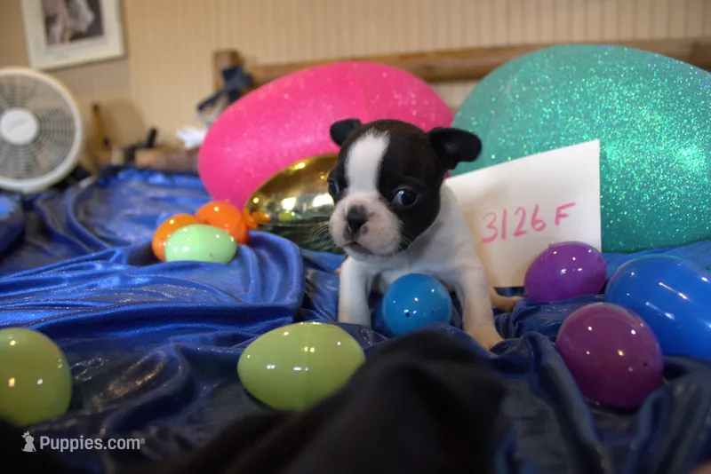 Jazzy – French Bulldog puppy for sale in Sturgeon, MO