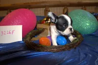 Jazzy, a female French Bulldog for sale in Sturgeon, MO – Photo 2 of 4