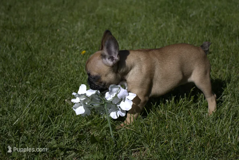 Lilly – French Bulldog puppy for sale in Sturgeon, MO