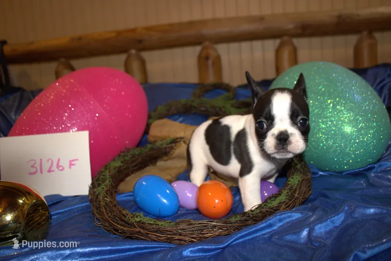 Lou  – French Bulldog puppy for sale in Sturgeon, MO
