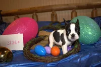 Lou , a female French Bulldog for sale in Sturgeon, MO – Photo 1 of 4