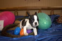 Lou , a female French Bulldog for sale in Sturgeon, MO – Photo 4 of 4