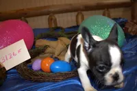 Lou , a female French Bulldog for sale in Sturgeon, MO – Photo 2 of 4