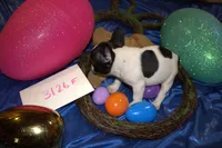 Lou , a female French Bulldog for sale in Sturgeon, MO – Photo 3 of 4