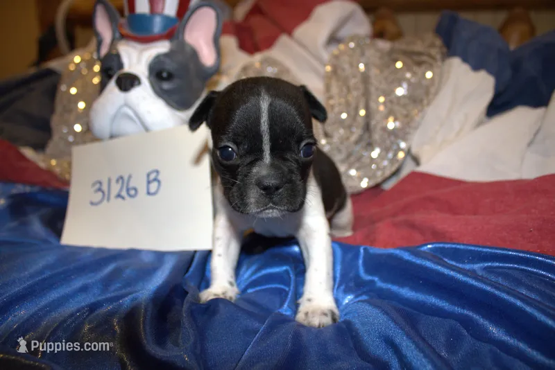 Dan – French Bulldog puppy for sale in Sturgeon, MO