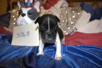 Dan, a male French Bulldog for sale in Sturgeon, MO – 1 of 3