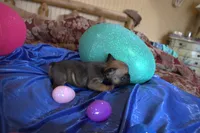 Lilly, a female French Bulldog for sale in Sturgeon, MO – Photo 3 of 5