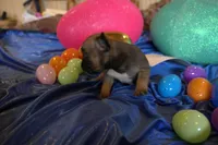 Lilly, a female French Bulldog for sale in Sturgeon, MO – Photo 2 of 5