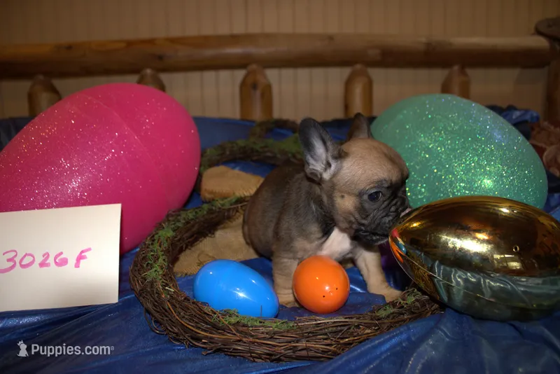 Lilly – French Bulldog puppy for sale in Sturgeon, MO