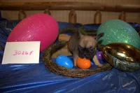 Lilly, a female French Bulldog for sale in Sturgeon, MO – Photo 4 of 5