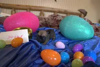 Lilly, a female French Bulldog for sale in Sturgeon, MO – Photo 5 of 5