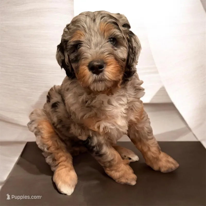 Lola – Bernese Mountain Dog, Poodle - Standard  puppy for sale in Utica, MI