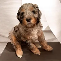 Lola, a female Bernese Mountain Dog and Poodle - Standard  for sale in Utica, MI – 1 of 2
