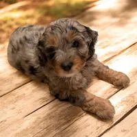 Lola, a female Bernese Mountain Dog and Poodle - Standard  for sale in Utica, MI – 2 of 2