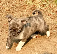 Socks, a male Chug for sale in Everett, WA – 2 of 5