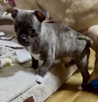 Baby Girl, a female Chug for sale in Everett, WA – 6 of 6