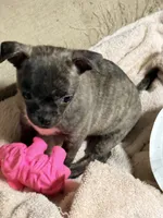 Baby Girl, a female Chug for sale in Everett, WA – 2 of 6