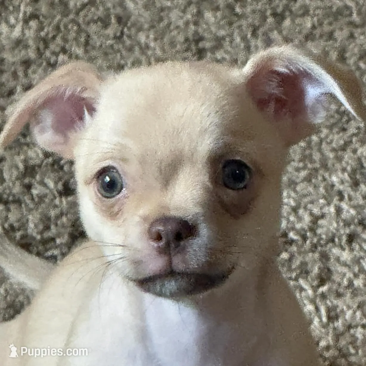 Sweetie Pie – Chihuahua, Pug puppy for sale in Everett, WA
