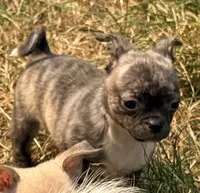 Socks, a male Chug for sale in Everett, WA – 3 of 5