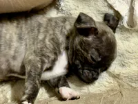 Baby Girl, a female Chug for sale in Everett, WA – 5 of 6