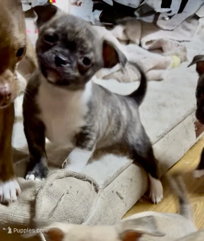 Socks – Chug puppy for sale in Everett, WA