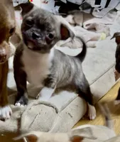 Socks, a male Chug for sale in Everett, WA – 1 of 5