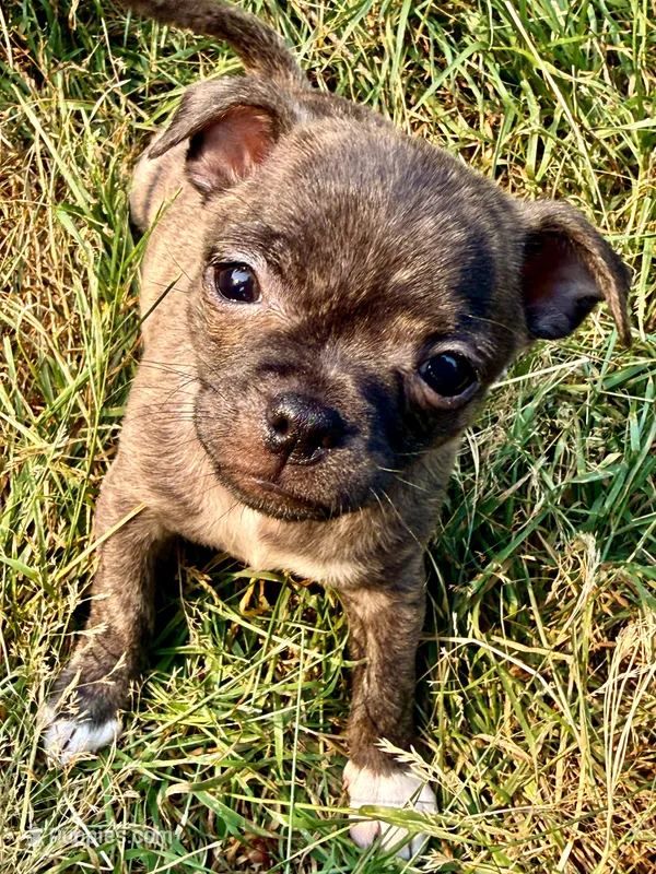 Baby Girl – Chug puppy for sale in Everett, WA