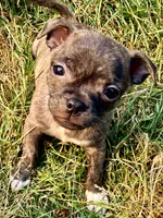 Baby Girl, a female Chug for sale in Everett, WA – 1 of 6