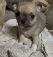 Tiny Tim, a male Chug for sale in Everett, WA – 2 of 4