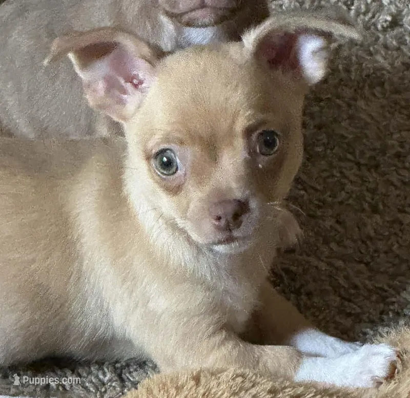 Little Angel  – Chihuahua, Pug puppy for sale in Everett, WA
