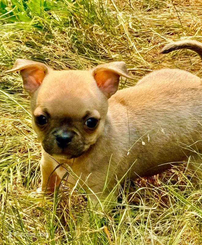 Tiny Tim – Chug puppy for sale in Everett, WA