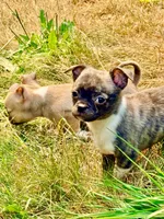 Socks, a male Chug for sale in Everett, WA – 4 of 5