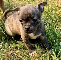 Baby Girl, a female Chug for sale in Everett, WA – 3 of 6
