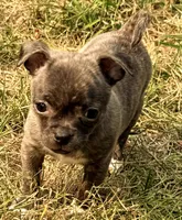 Baby Girl, a female Chug for sale in Everett, WA – 4 of 6