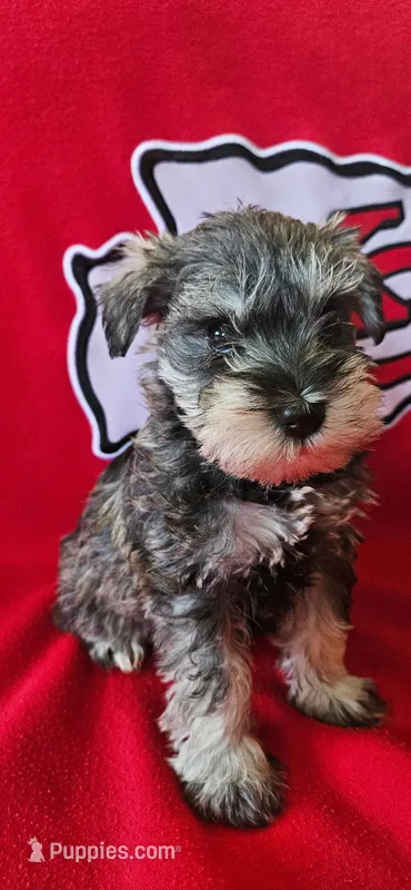 AKC Jewel – Miniature Schnauzer puppy for sale in Warsaw, MO