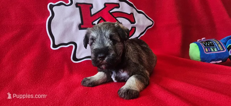 AKC Leo – Miniature Schnauzer puppy for sale in Warsaw, MO