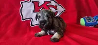 AKC Leo, a male Miniature Schnauzer for sale in Warsaw, MO – 1 of 4