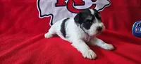 AKC Jackie, a male Miniature Schnauzer for sale in Warsaw, MO – 2 of 4