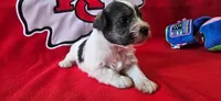 AKC Maui, a male Miniature Schnauzer for sale in Warsaw, MO – 2 of 3