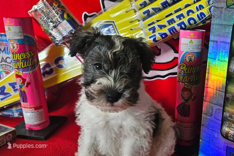 AKC Maui – Miniature Schnauzer puppy for sale in Warsaw, MO