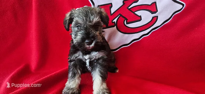 AKC Sapphire – Miniature Schnauzer puppy for sale in Warsaw, MO