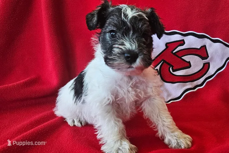 AKC Maui – Miniature Schnauzer puppy for sale in Warsaw, MO