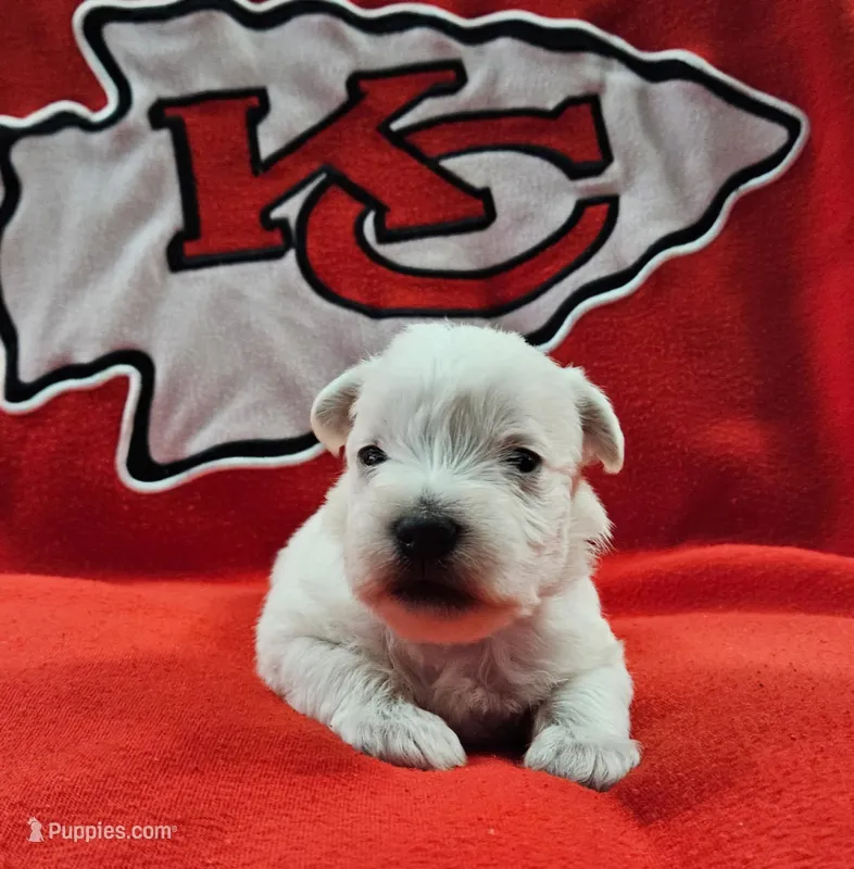Prince Phillip (AKC) – Miniature Schnauzer puppy for sale in Warsaw, MO
