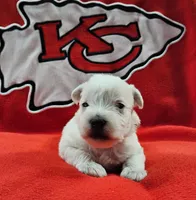 Prince Phillip (AKC), a male Miniature Schnauzer for sale in Warsaw, MO – 1 of 3