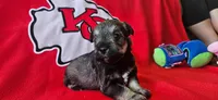 AKC Sapphire, a female Miniature Schnauzer for sale in Warsaw, MO – 3 of 3