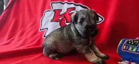AKC Leo, a male Miniature Schnauzer for sale in Warsaw, MO – 3 of 4