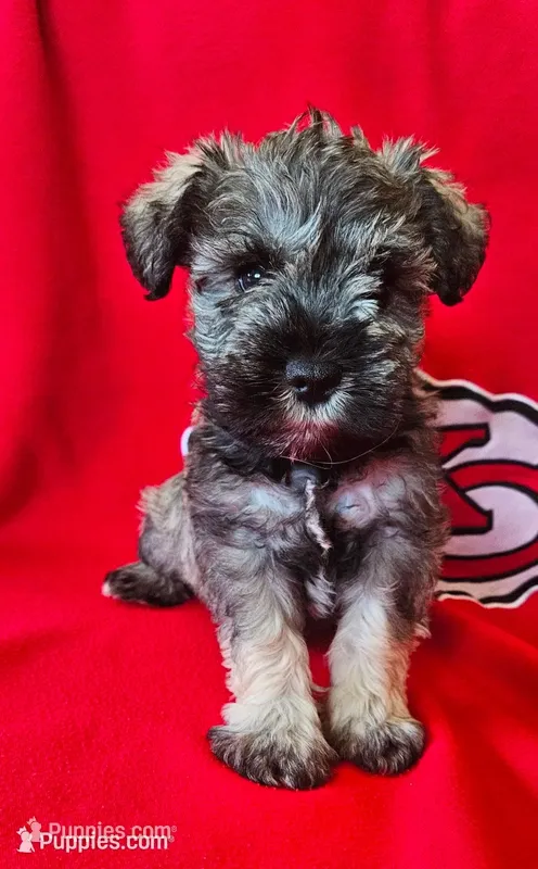 AKC Leo – Miniature Schnauzer puppy for sale in Warsaw, MO