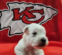 Prince Phillip (AKC), a male Miniature Schnauzer for sale in Warsaw, MO – 2 of 3