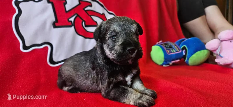 AKC Sapphire – Miniature Schnauzer puppy for sale in Warsaw, MO