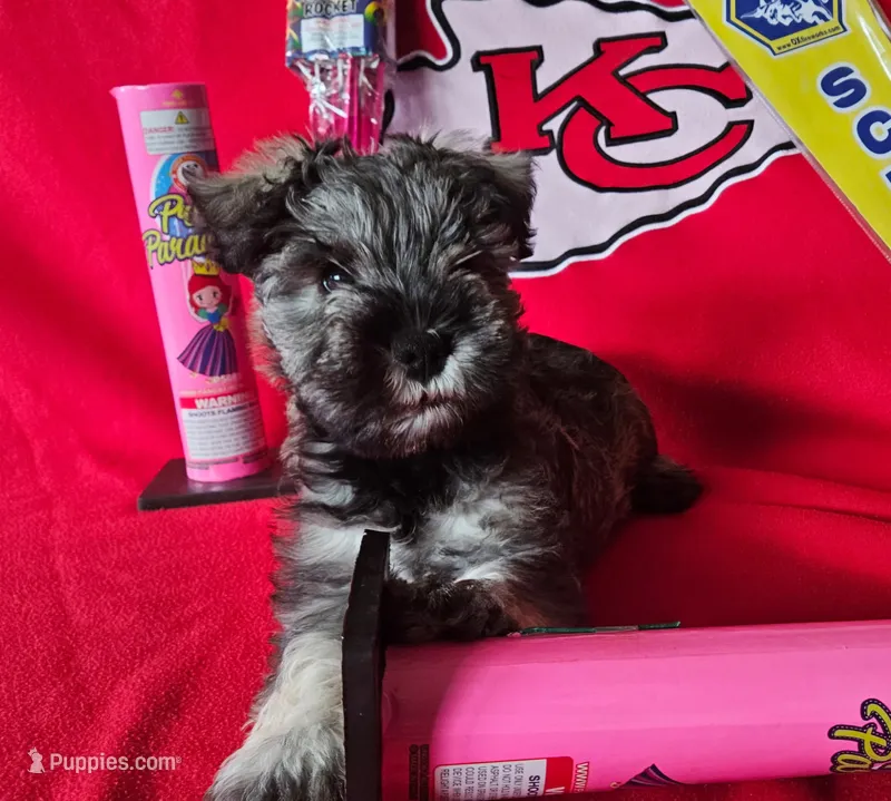 AKC Leo – Miniature Schnauzer puppy for sale in Warsaw, MO